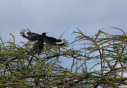 Black-billed Wood Hoopoe