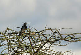 Black-billed Wood Hoopoe