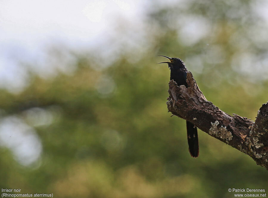 Black Scimitarbilladult, identification