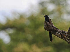 Black Scimitarbill