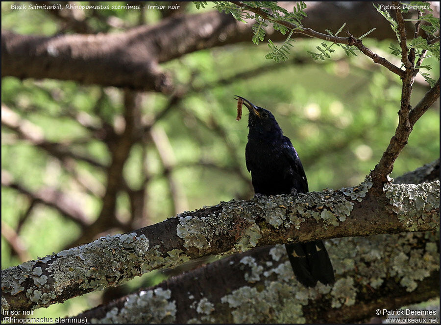 Black ScimitarbillFirst year, identification, feeding habits