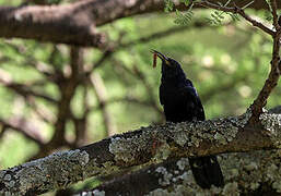 Black Scimitarbill