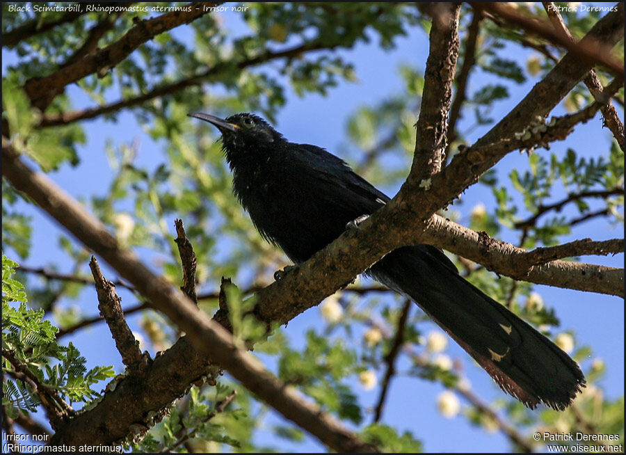 Black ScimitarbillFirst year, identification