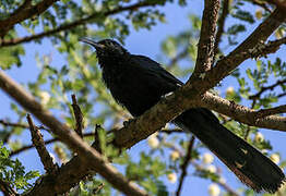 Black Scimitarbill