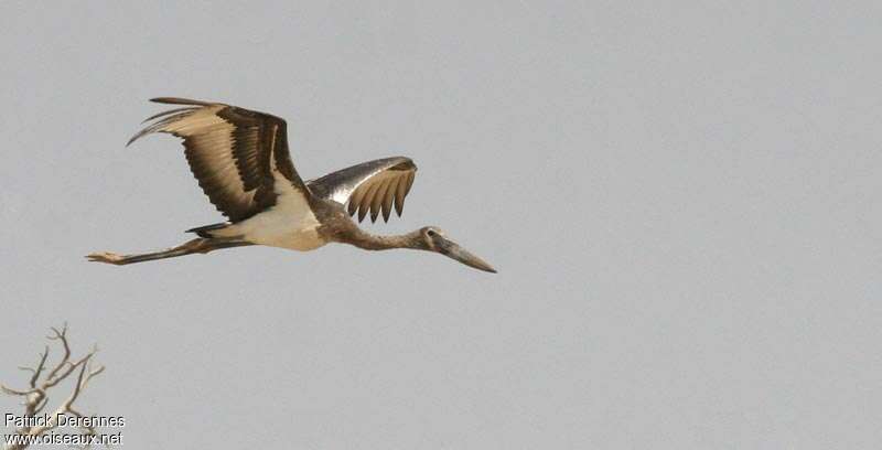 Saddle-billed Storkjuvenile, Flight