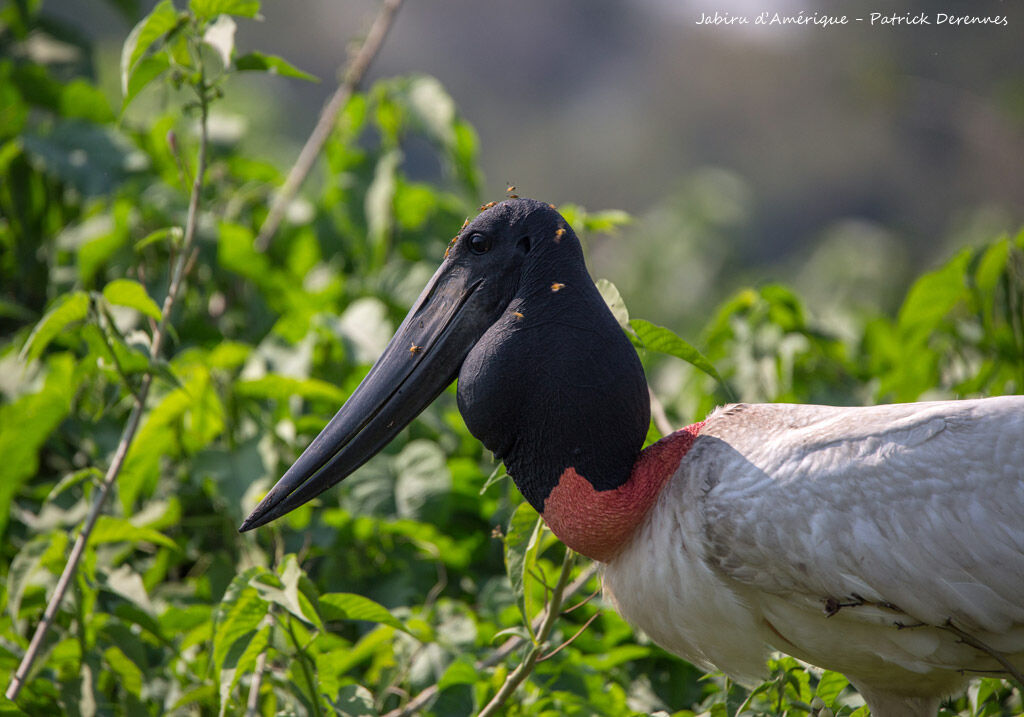 Jabiru d'Amérique, identification, portrait, habitat