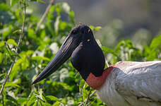 Jabiru d'Amérique