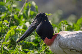 Jabiru