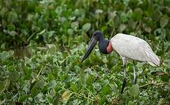 Jabiru d'Amérique