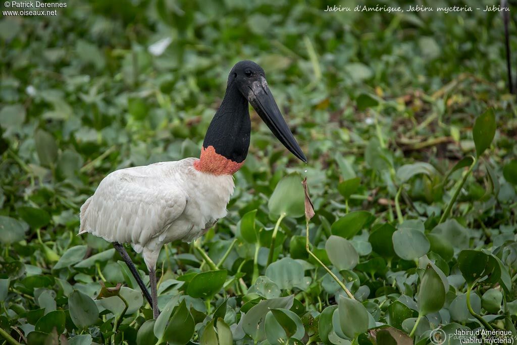 Jabiru, identification, habitat