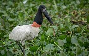 Jabiru