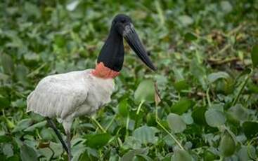 Jabiru d'Amérique