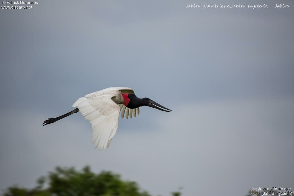 Jabiru, Flight