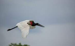 Jabiru