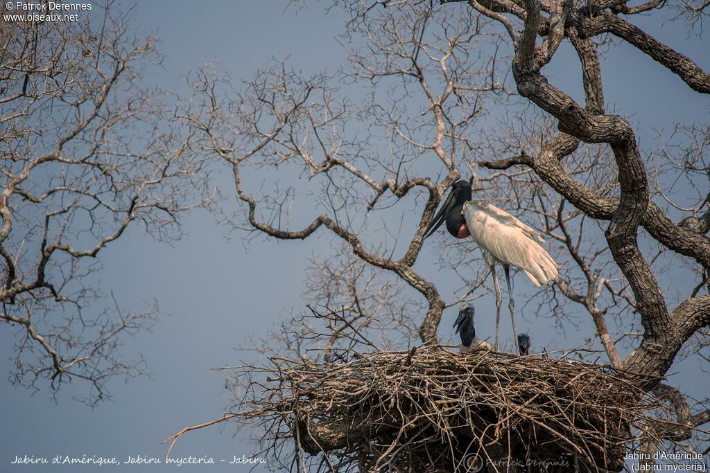 Jabiru, identification, habitat, Reproduction-nesting