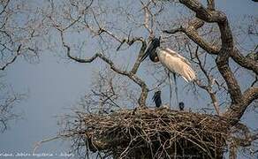 Jabiru