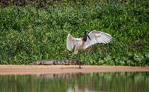 Jabiru d'Amérique