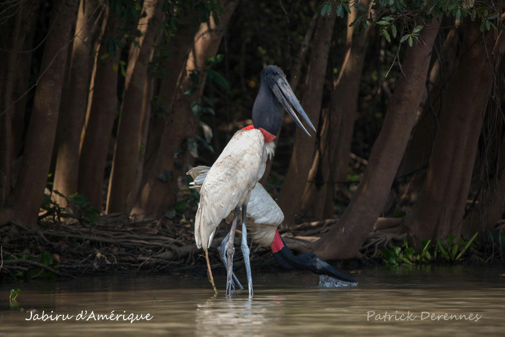 Jabiru d'Amériqueadulte, habitat, boit