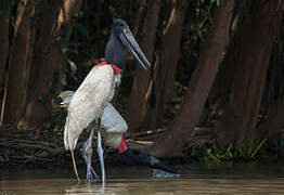 Jabiru d'Amérique