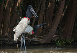 Jabiru d'Amérique