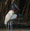 Jabiru d'Amérique