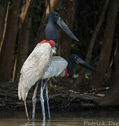 Jabiru