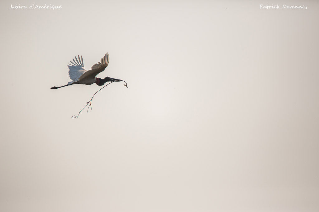 Jabiru, identification, Flight, Reproduction-nesting