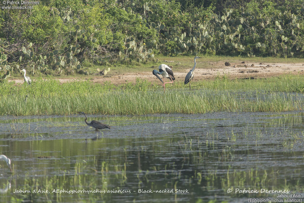 Black-necked Stork, identification, habitat