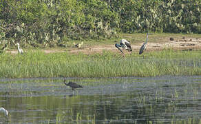 Black-necked Stork