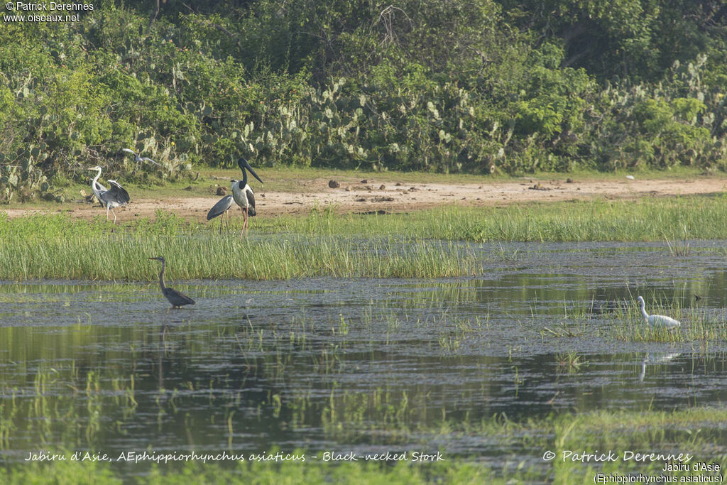 Black-necked Stork, identification, habitat