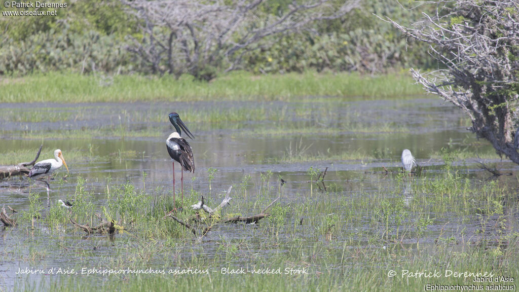 Jabiru d'Asie, identification, habitat