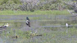 Black-necked Stork