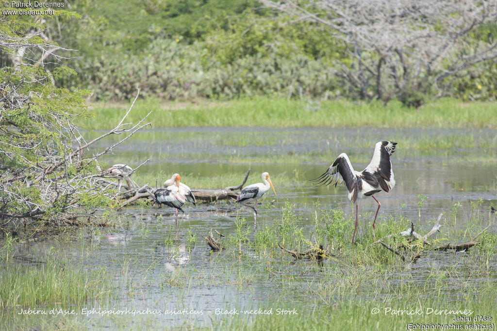 Jabiru d'Asie, identification, habitat, composition