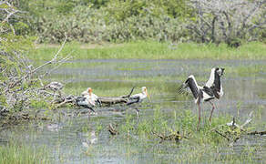 Black-necked Stork