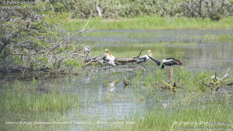 Black-necked Stork, identification, habitat, drinks
