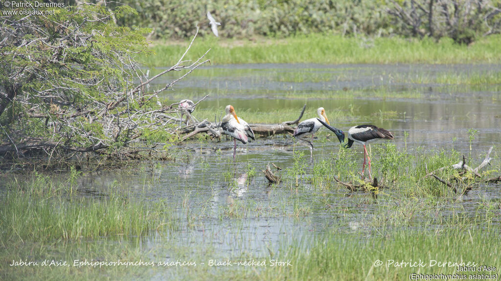 Jabiru d'Asie, identification, habitat, boit