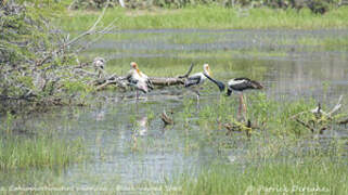 Black-necked Stork