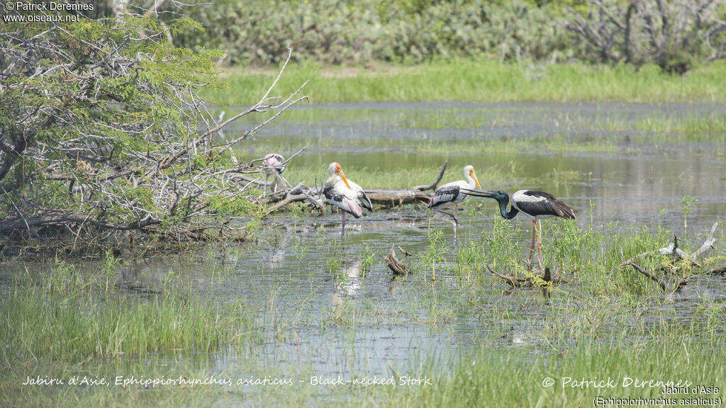 Jabiru d'Asie, identification, habitat, boit