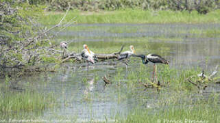 Black-necked Stork