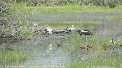 Jabiru d'Asie