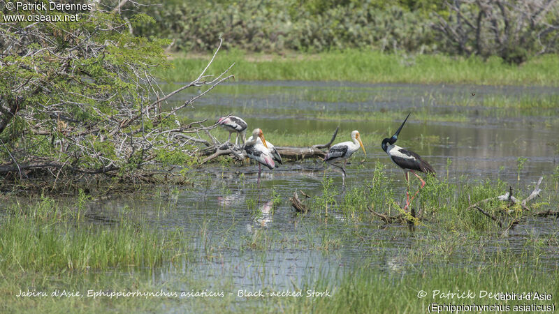 Black-necked Stork, identification, habitat