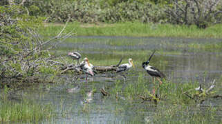 Black-necked Stork