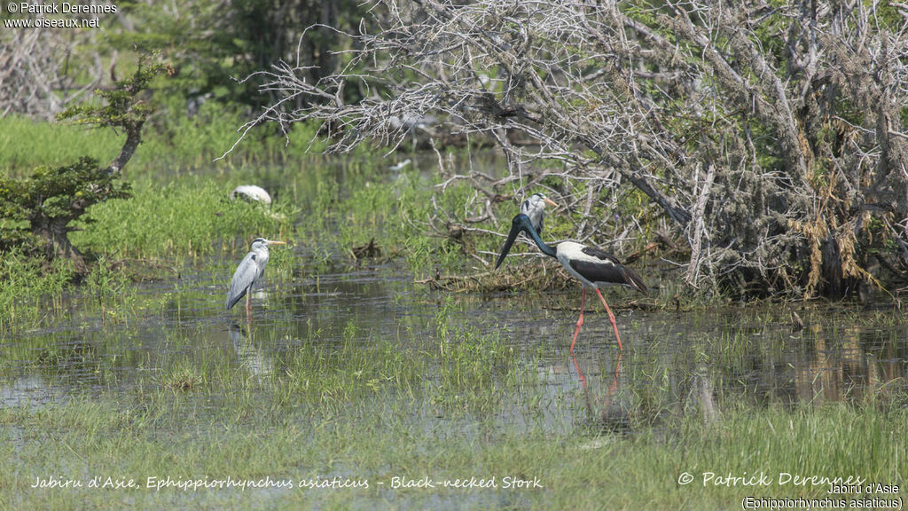 Black-necked Stork, identification, habitat, walking