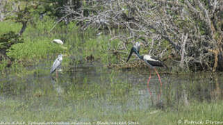 Black-necked Stork