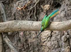 Jacamar à queue rousse