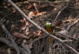 Rufous-tailed Jacamar