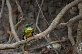 Rufous-tailed Jacamar