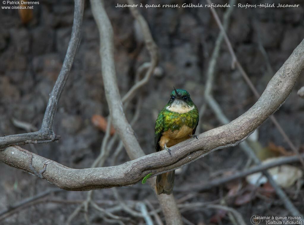 Jacamar à queue rousse, identification, habitat