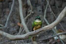 Rufous-tailed Jacamar