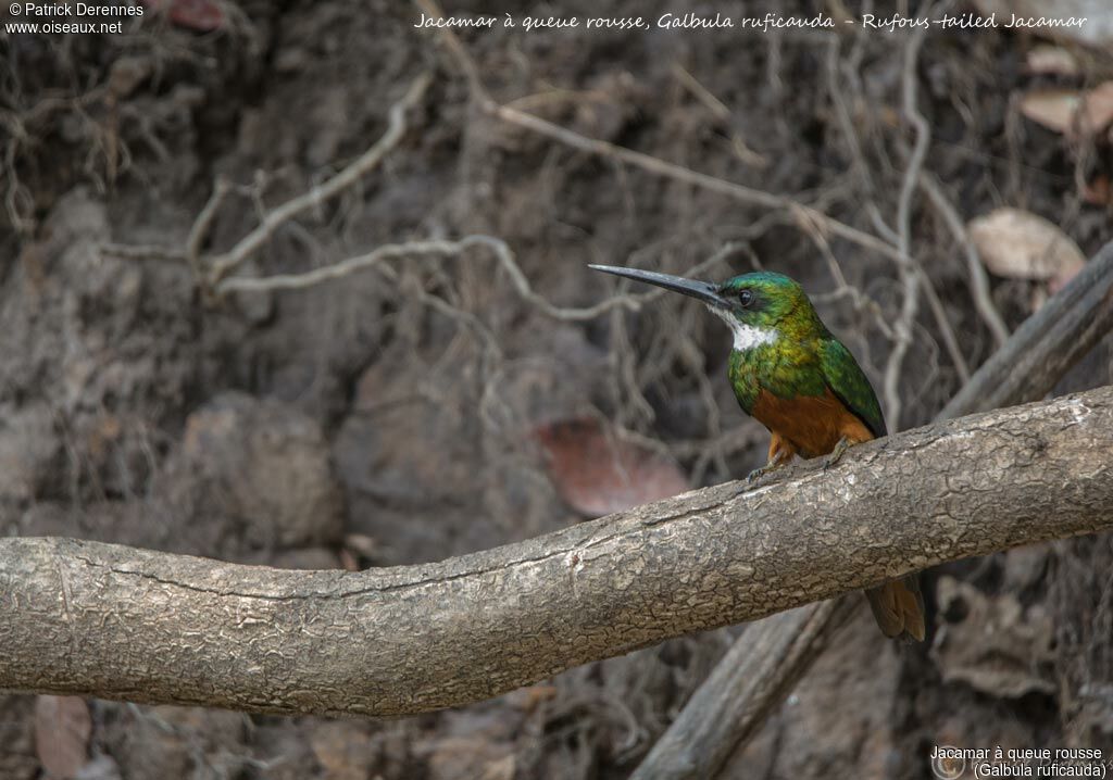 Rufous-tailed Jacamar, identification, habitat